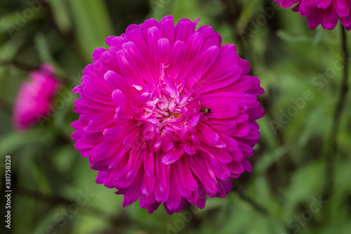 Purple terry asters bloom in the garden. Selective focus.