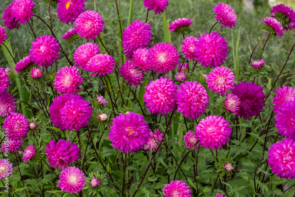 Purple terry asters bloom in the garden. Selective focus. Purple terry asters bloom in the garden. Selective focus.