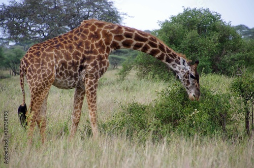 Giraffe in the Serengeti park in Tanzania
