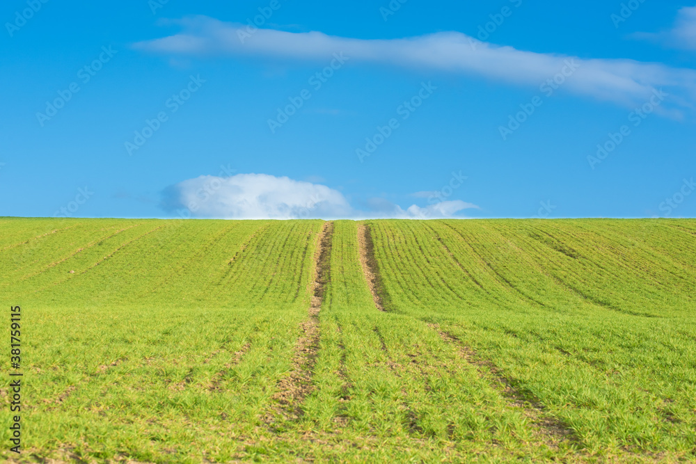Fresh green field with tractor trail and blue sky