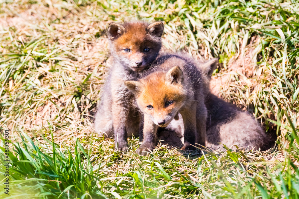 Fototapeta premium Fuchswelpen am Bau - Vulpes vulpes