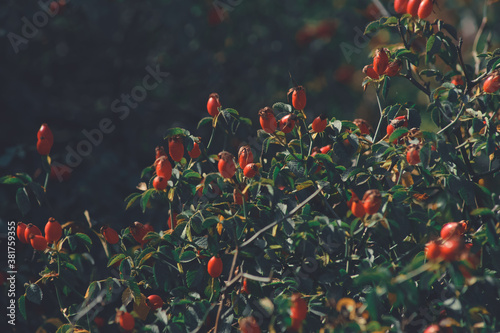 Fotografija red berries on the plant