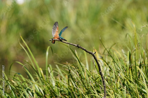 common kingfisher on branch