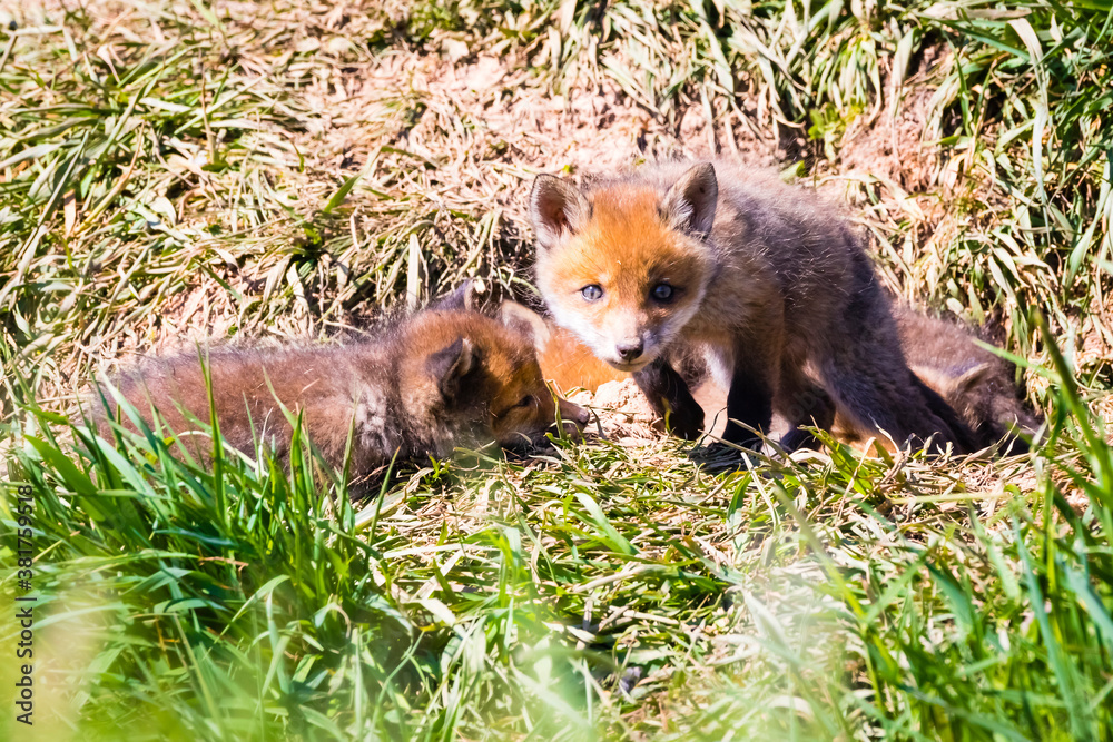 Fuchswelpen am Bau  -  Vulpes vulpes