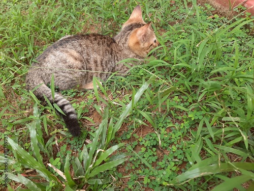 Cat