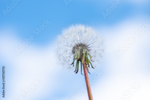 Dandelion with seeds blowing away in the wind across a clear blue sky