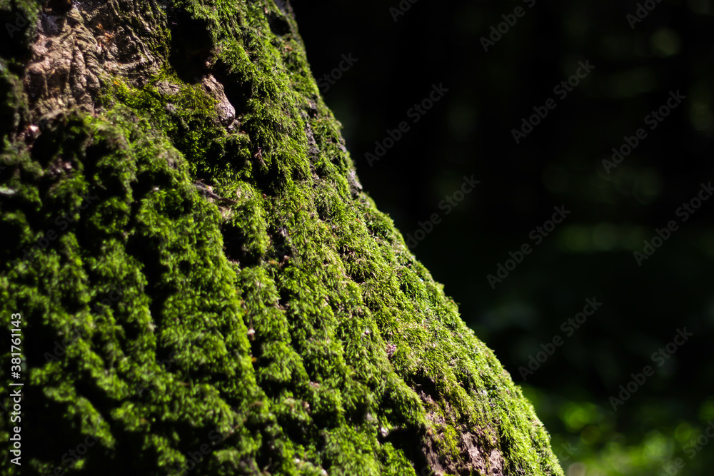 Moss grows on the tree. Hollow of a tree trunk. Forest green moss in the sunlight Moss grows on the tree. Hollow of a tree trunk. Forest green moss in the sunlight