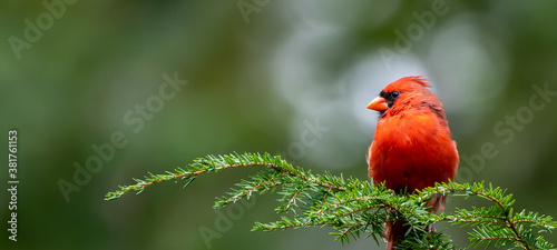 Fotografiet Cardinal on Pine Branch