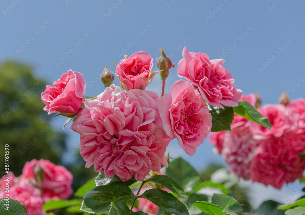 Fototapeta premium garden rose on green background