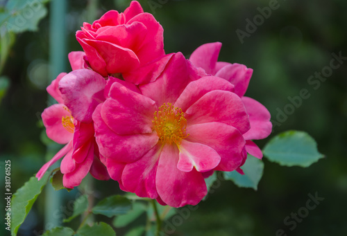 garden rose on green background © Alla 