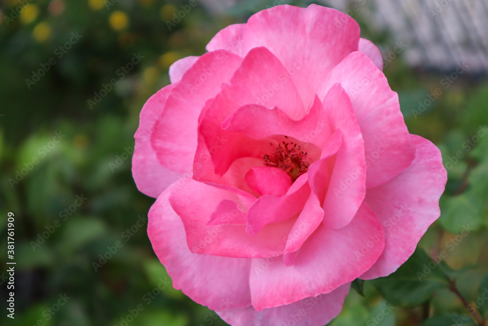 pink and white tulip