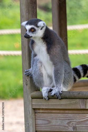 Close up of a ring tailed lemur (lemur catta) in a zoo. photo