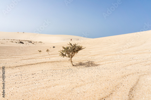 The Dunes of Corralejo. Fuerteventura, Canary Islands. Spain.