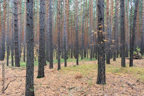 Fototapeta Naklejka Na Ścianę i Meble -  Tall Pines in Autumn Forest landscape