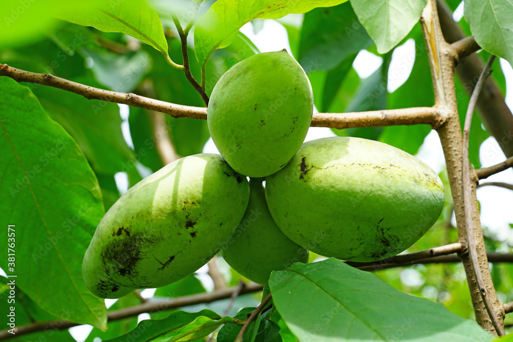 Fruit of the common pawpaw (asimina triloba) growing on a tree Fruit of the common pawpaw (asimina triloba) growing on a tree