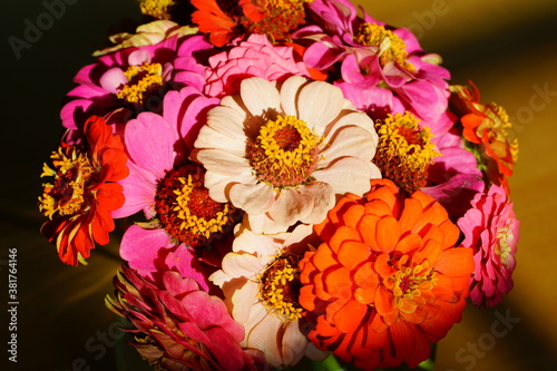 Billede på lærred A small bouquet of colorful zinnia flowers