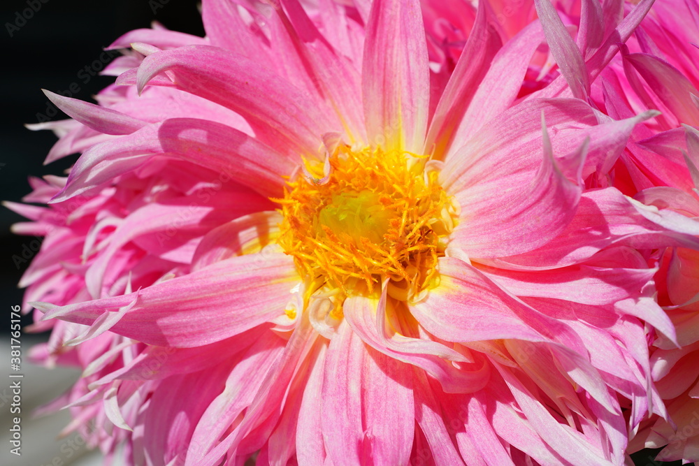 Pink and yellow spider dahlia flower in bloom in the garden Pink and yellow spider dahlia flower in bloom in the garden
