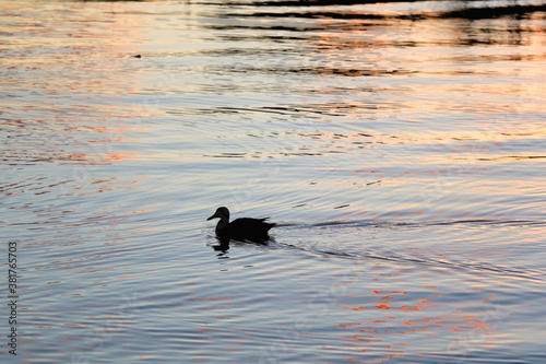 Duck swimming in a river at sunset. Selective focus, back lit.