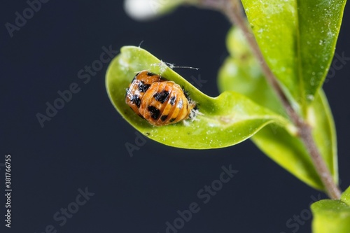 Pupa of an Asian ladybeetle, Harmonia axyridis photo