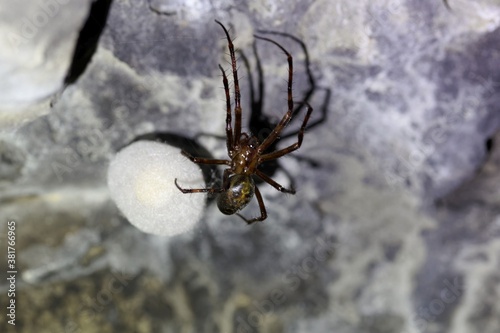 European cave spider, Meta menardi, with a cocoon