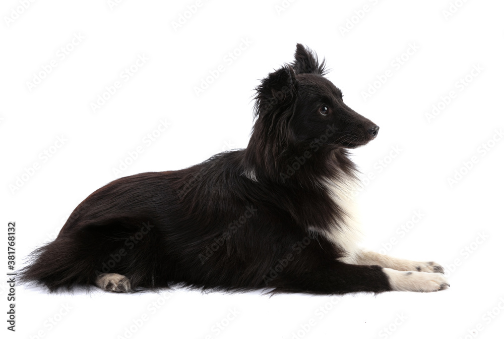 Black and white Shetland Sheepdog lying Black and white Shetland Sheepdog lying