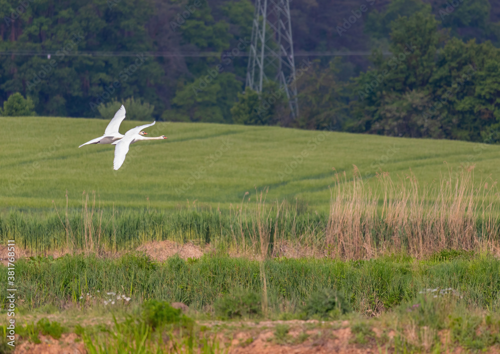 Mute swan in a bird sanctuary in southern Germany. Mute swan in a bird sanctuary in southern Germany.