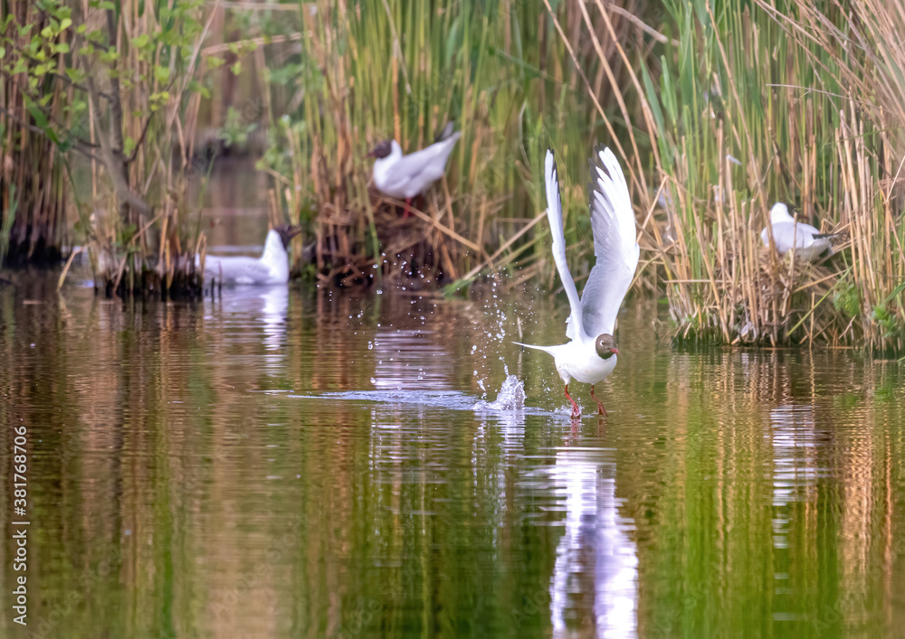 Fototapeta premium Black-headed gull in a bird sanctuary in southern Germany
