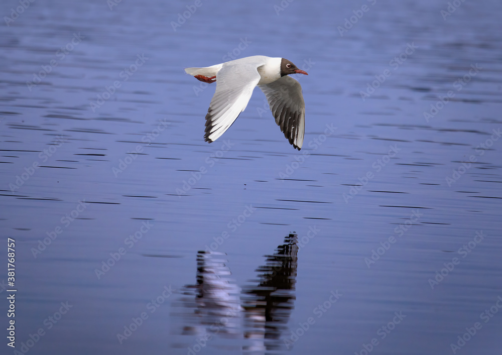 Black-headed gull in a bird sanctuary in southern Germany Black-headed gull in a bird sanctuary in southern Germany