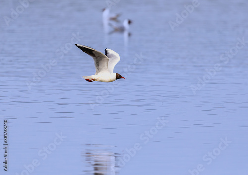 Black-headed gull in a bird sanctuary in southern Germany