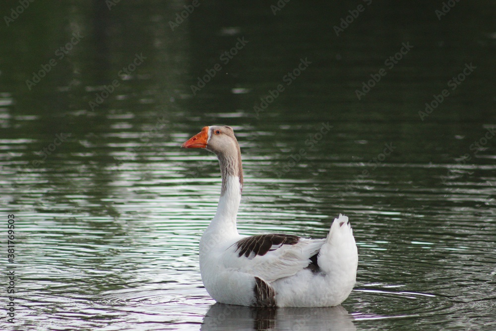 swan on the lake