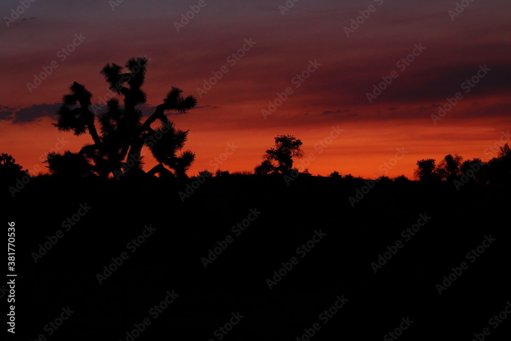 Silhouette of joshua tree during sunset in the desert