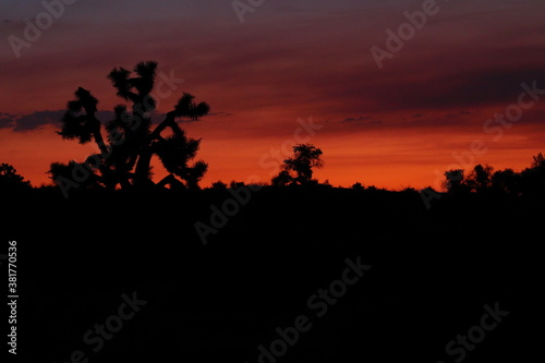 Silhouette of joshua tree during sunset in the desert