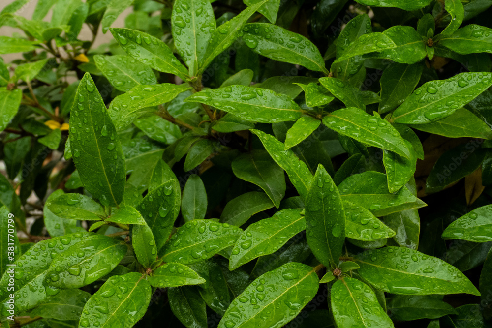 various green plants after rain with large drops of water on their leaves various green plants after rain with large drops of water on their leaves