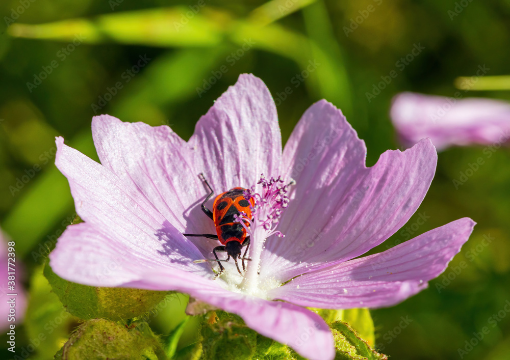 A Pyrrhocoridae sits on a Malva moschata flower A Pyrrhocoridae sits on a Malva moschata flower