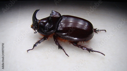 European rhinoceros beetle, Rhino beetle, male of which has a curved horn extending from the head, Rhinoceros beetles have become popular pets. Beetle on white background  a very large beetle. insect. © Dr.MYM