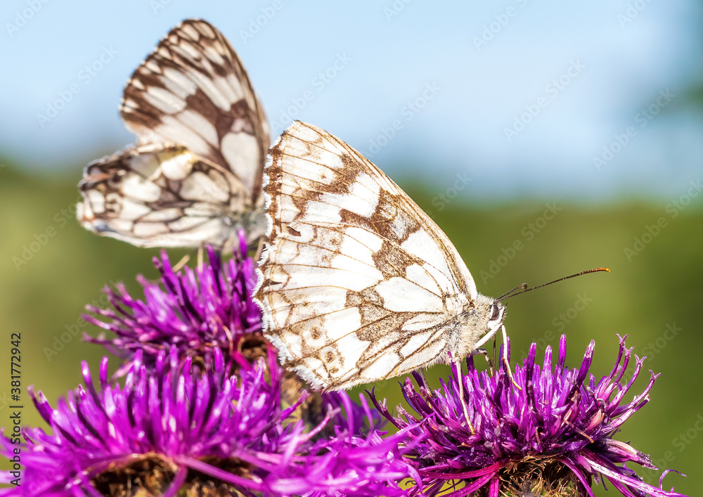 Macro shot of a Melanargia galathea butterfly on a Centaurea scabiosa flower in a wildflower meadow Macro shot of a Melanargia galathea butterfly on a Centaurea scabiosa flower in a wildflower meadow