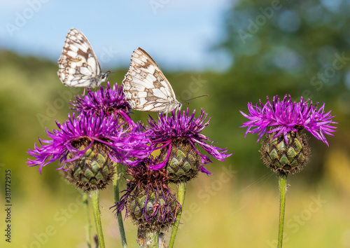 Fototapeta Naklejka Na Ścianę i Meble -  Macro shot of a Melanargia galathea butterfly on a Centaurea scabiosa flower in a wildflower meadow