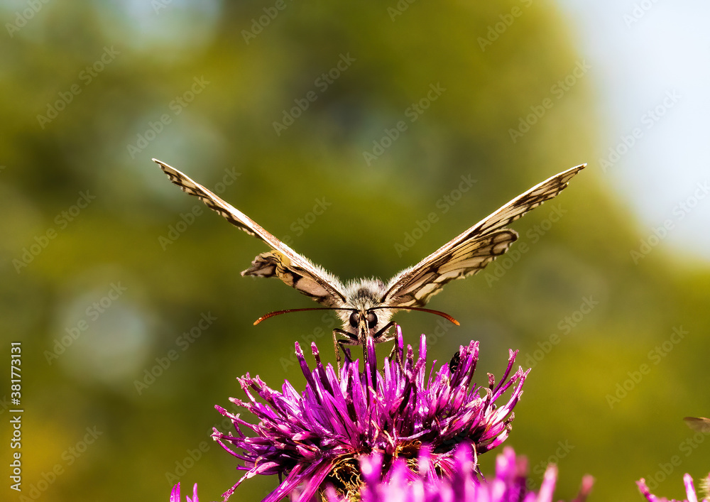 Macro shot of a Melanargia galathea butterfly on a Centaurea scabiosa flower in a wildflower meadow