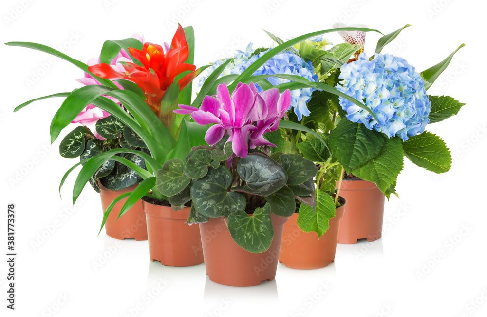 mix of houseplants with flowers isolated on a white background