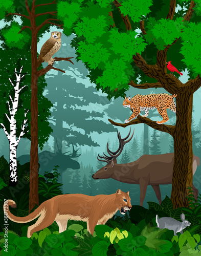 vector woodland green forest trees backlit with cougar puma, lynx, eagle owl, rabbit, red cardinal and elk  photo