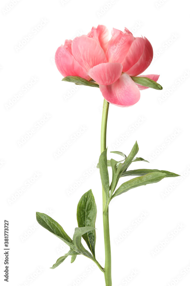 Beautiful blooming pink peony isolated on white Beautiful blooming pink peony isolated on white