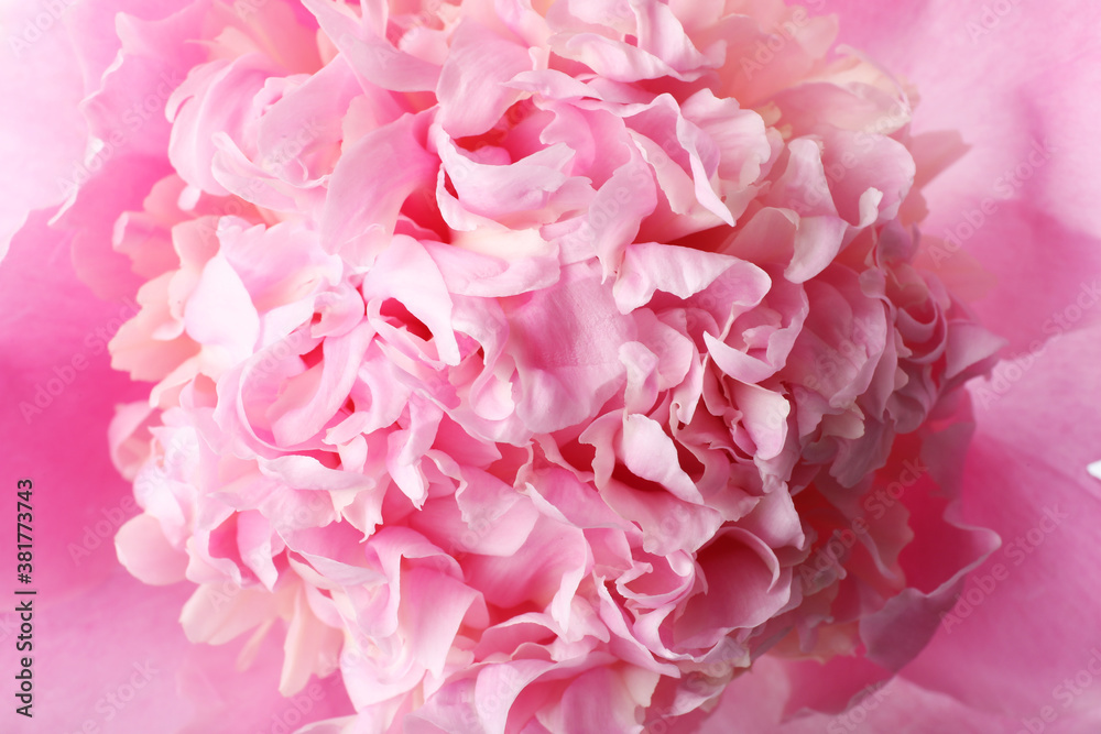 Closeup view of beautiful blooming pink peony - obrazy, fototapety, plakaty 