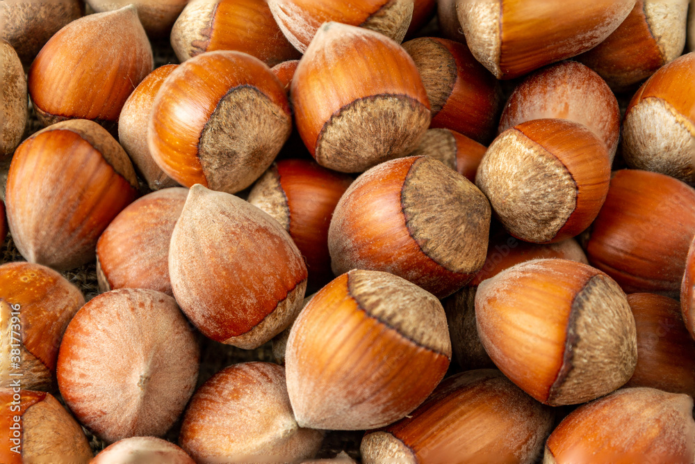 Hazelnuts in the shell. Close-up. Background Hazelnuts in the shell. Close-up. Background