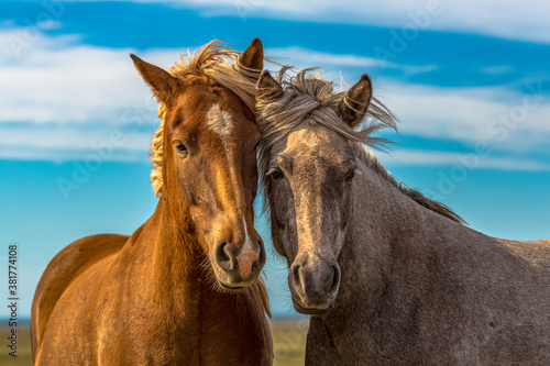 icelandic horses  © Ruslan