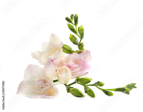 Beautiful tender freesia flower on white background