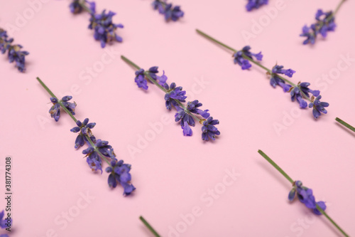 Beautiful lavender flowers on pink background, closeup