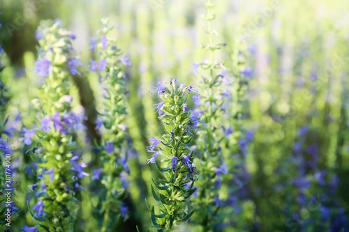 Many beautiful blooming hyssop plants outdoors, closeup