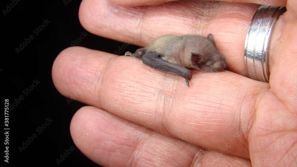 Obraz premium Bat. baby bat on hand Veterinarian examining a bat Birth of new life, cute baby animal, life ,cute animal, beautiful animal. Veterinarian wildlife Veterinary medicine exotic veterinarian wildlife vet