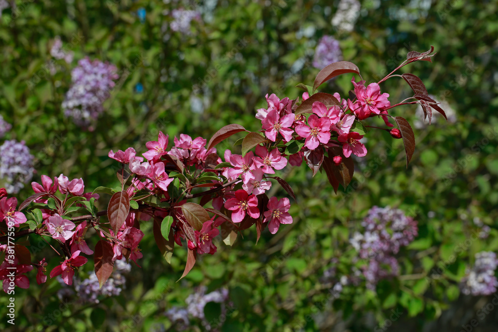 Chinese flowering crab-apple blooming, very beautiful Chinese flowering crab-apple blooming, very beautiful