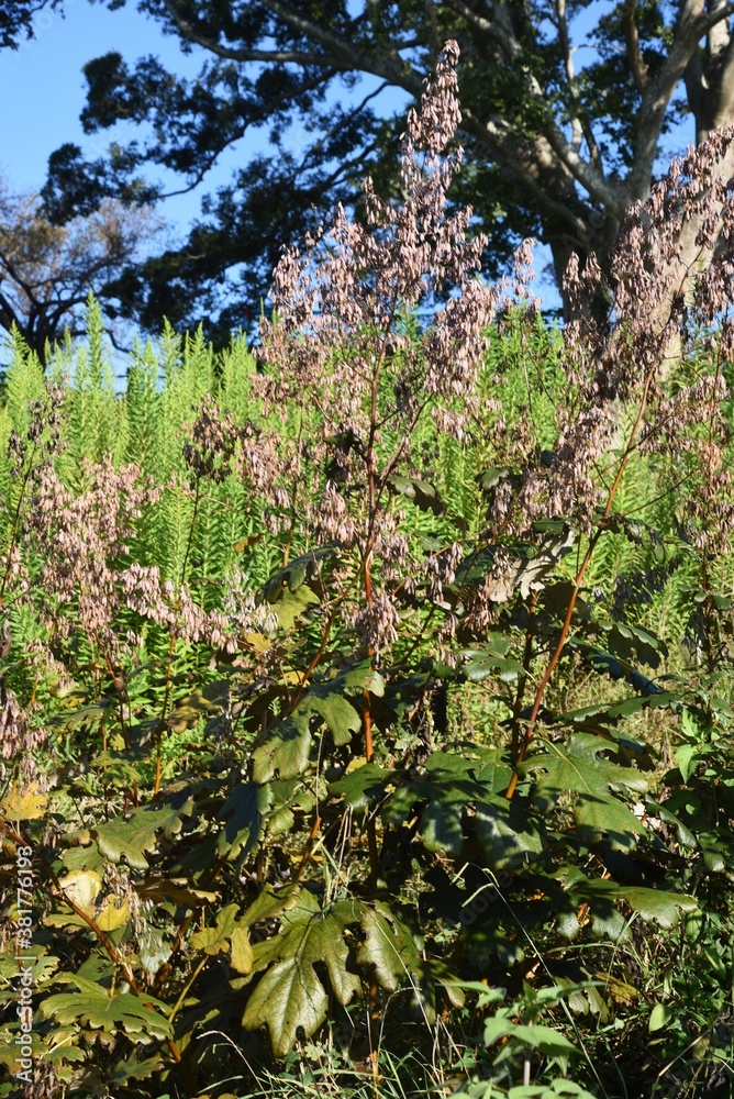 Macleaya cordata (Plume poppy) fruits (seeds) / Papaveraceae perennial grass. Macleaya cordata (Plume poppy) fruits (seeds) / Papaveraceae perennial grass.